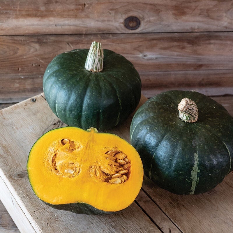KABOCHA ページ Kabocha Squash | Seedling Sale Pre-Order